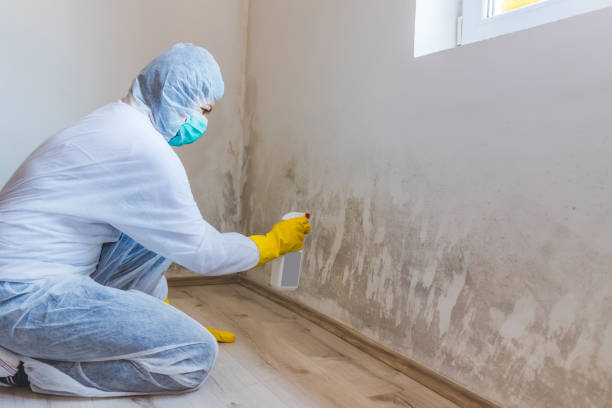 Licensed Mold Cleanup service in Marshall, MI - WQB Mold Removal